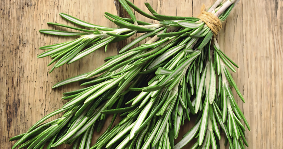 Desmodium, Radis noir, Artichaut, Romarin