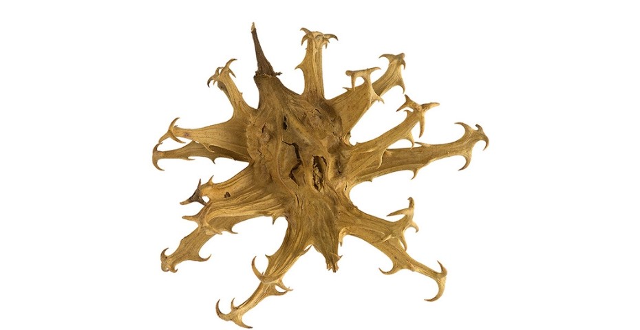 L’Harpagophytum, Poivre noire, Cassis, Boswéllia, Curcuma